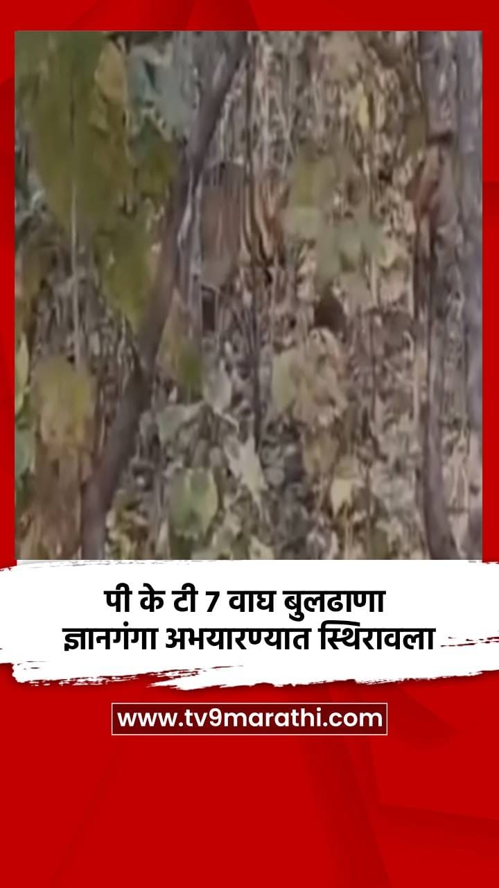 पी के टी 7 वाघ बुलढाणा ज्ञानगंगा अभयारण्यात स्थिरावला