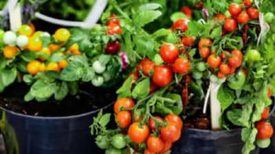 घरीच कुंडीत या पद्धतीने लावा टोमॅटोची रोपं, मिळतील सेंद्रिय आणि रसाळ टोमॅटो