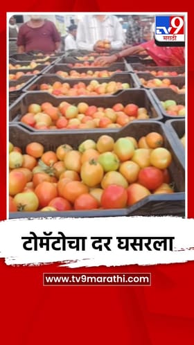 टोमॅटोचा दर घसरला, शेतकरी हवालदिल