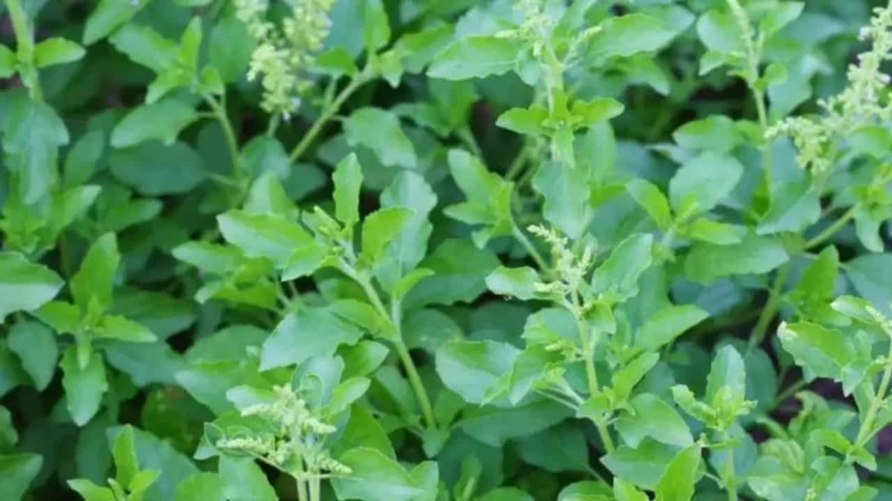 या दिवशी घराच्या अंगणात लावा तुळशीचं रोपं, हमखास लक्ष्मीदेवीचा आशीर्वाद मिळेल