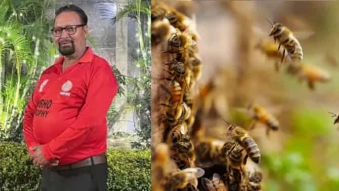 मधमाशीच्या दंशाने ज्येष्ठ अंपायरचा मृत्यू, मधमाशांचा दंश इतका खतरनाक का ?