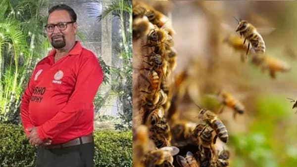 मधमाशीच्या दंशाने ज्येष्ठ अंपायरचा मृत्यू, मधमाशांचा दंश इतका खतरनाक का ?