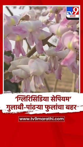 ग्लिरिसिडिया सेपियम’ला गुलाबी-पांढऱ्या फुलांचा बहर आल्याने खुलले निसर्गाचे देखणे रूप.