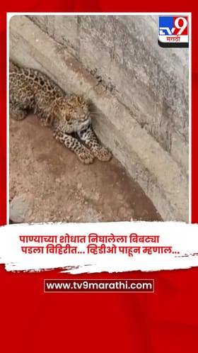 पाण्याच्या शोधात निघालेला बिबट्या पडला विहिरीत... व्हिडीओ पाहून म्हणाल....