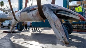 जगातील महाकाय व्हेल मासा अचानक किनाऱ्यावर आला... गूढ मृत्यू; कारण काय?.