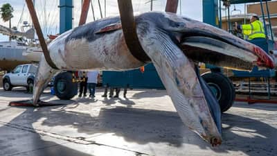 जगातील महाकाय व्हेल मासा अचानक किनाऱ्यावर आला... गूढ मृत्यू; कारण काय?