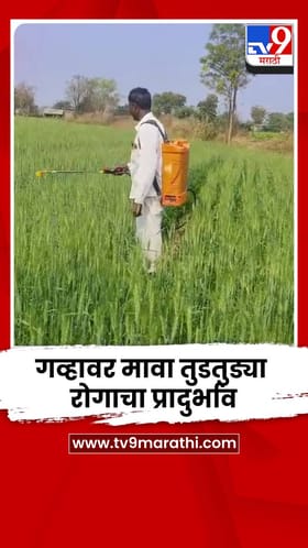 धुळे तालुक्यात गव्हावर मावा तुडतुड्या रोगाचा प्रादुर्भाव, शेतकऱ्यांकडून फवारणी.