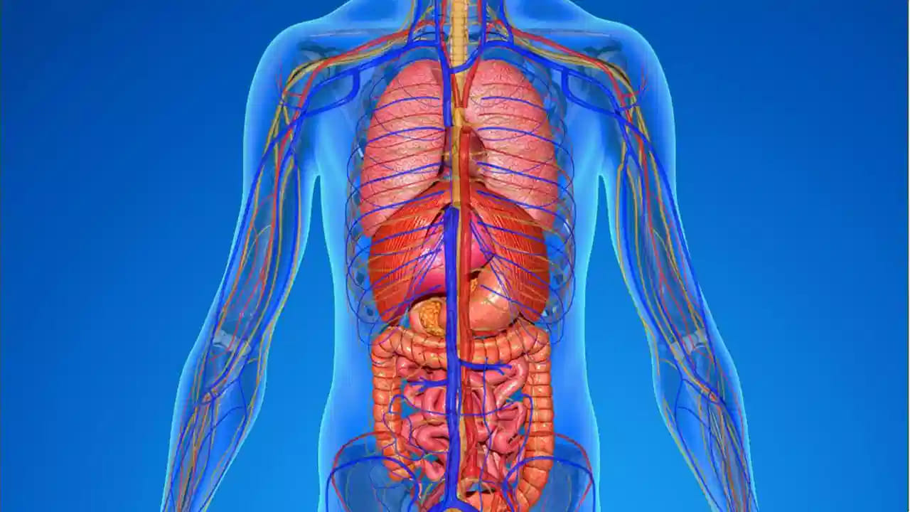 वैद्यकीय तज्ज्ञांच्या मते, यकृत (Liver) हा आपल्या शरीरातील असाच एक महत्त्वाचा अवयव आहे जो ५०० हून अधिक काम करत असतो. यकृत केवळ अन्न पचवण्याचेच काम करत नाही, तर रक्तातील विषारी पदार्थ बाहेर काढण्यापासून ते ऊर्जेचा साठा करण्यापर्यंत महत्त्वाची भूमिका बजावतो.