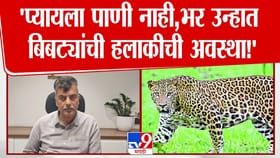 भर उन्हात बिबट्यांची पाण्यासाठी वणवण भटकंती.