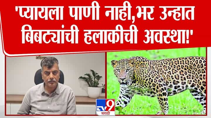 भर उन्हात बिबट्यांची पाण्यासाठी वणवण भटकंती भर उन्हात बिबट्यांची पाण्यासाठी वणवण भटकंती