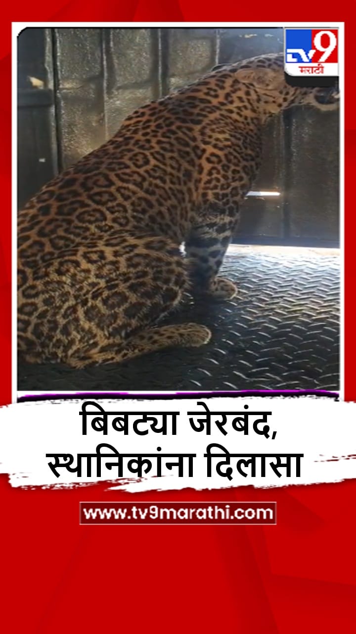 Ambegaon : वनविभागाकडून 15 दिवसांत तिसऱ्या बिबट्याला जेरबंद करण्यात यश