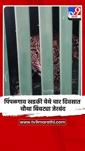 पिंपळगाव खडकी येथे चार दिवसात चौथा बिबट्या जेरबंद
