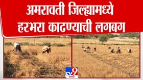 अमरावती हरभरा काढणीची लगबग; जिल्ह्यात मोठ्या प्रमाणावर हरभऱ्याची पेरणी.