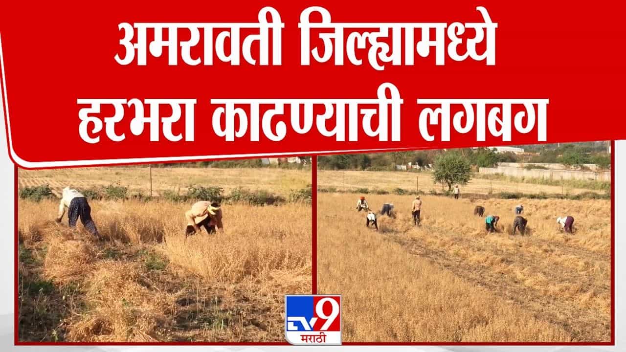अमरावती हरभरा काढणीची लगबग; जिल्ह्यात मोठ्या प्रमाणावर हरभऱ्याची पेरणी