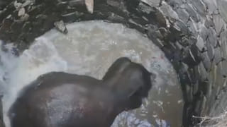 ना क्रेन, ना रस्सी, 30 फूट खोल विहिरीत पडला हत्ती, वन विभागाने असं डोकं लावलं की तुम्ही कधी विचार देखील केला नसेल, पहा Video