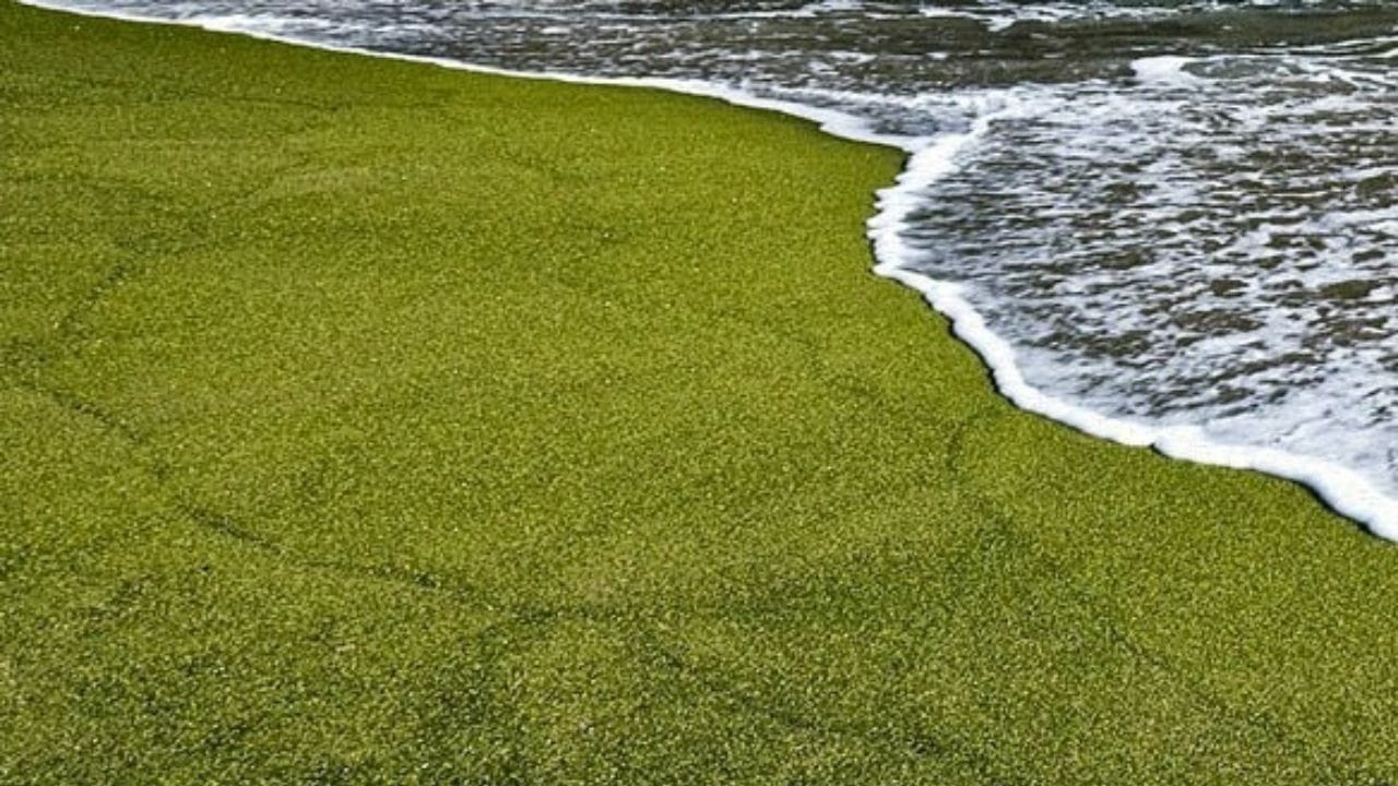  दुर्मिळ हिरवी वाळू: अमेरिकेच्या हवाई (Hawaii) बेटावर असलेला पापकॉलेआ हा समुद्रकिनारा त्याच्या वैशिष्ट्यपूर्ण 'हिरव्या वाळू'साठी जगभरात प्रसिद्ध आहे. जगात अशा प्रकारचे केवळ चारच समुद्रकिनारे आहेत.