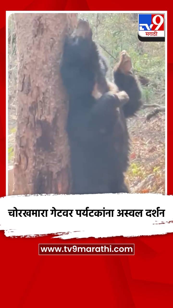 चोरखमारा गेटवर पर्यटकांना अस्वल दर्शन