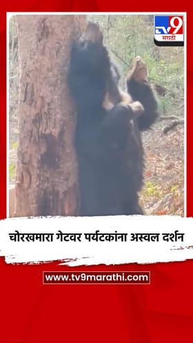 चोरखमारा गेटवर पर्यटकांना अस्वल दर्शन