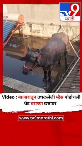 Video : बाजारातून उधळलेली म्हैस पोहोचली थेट घराच्या छतावर.