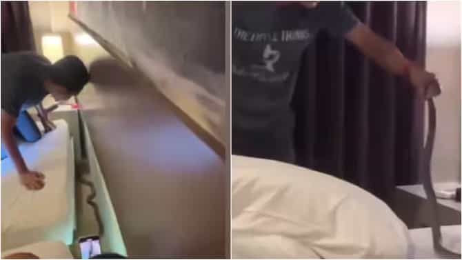 हॉटेलच्या रुममध्ये घुसला कोब्रा, झोपताना मानेजवळ रेंगाळत होता, व्हिडीओ व्हायरल