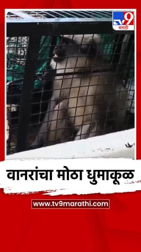 वानरांचा मोठा धुमाकूळ