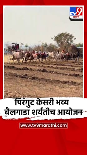 पिरंगुट केसरी भव्य बैलगाडा शर्यतीच आयोजन