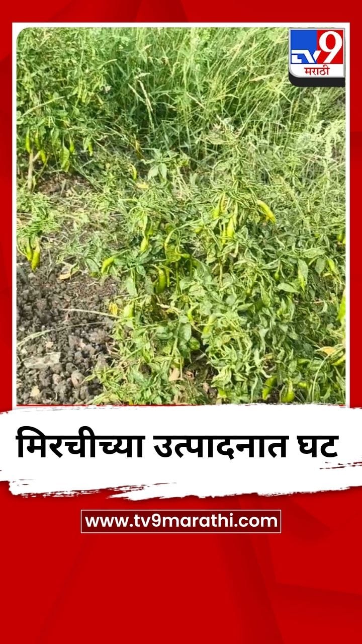 मिरचीच्या उत्पादनात घट, शेतकऱ्यांची चिंता वाढली