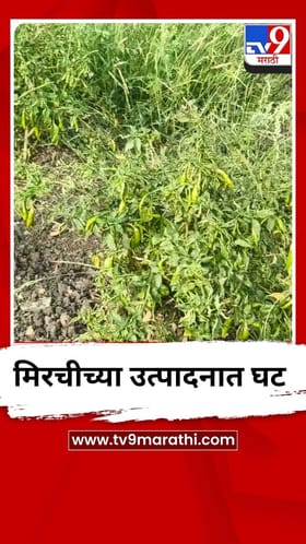मिरचीच्या उत्पादनात घट, शेतकऱ्यांची चिंता वाढली.