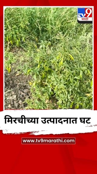 मिरचीच्या उत्पादनात घट, शेतकऱ्यांची चिंता वाढली