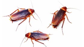 डोकं तुटल्यावरही झुरळ एक आठवडा कसं जिवंत राहू शकतं?