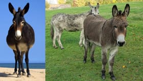 नोकरी सोडा, गाढवं पाळा; सरकारकडून मिळतील 50 लाख, नेमकी योजना काय?.