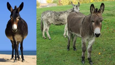 नोकरी सोडा, गाढवं पाळा; सरकारकडून मिळतील 50 लाख, नेमकी योजना काय?