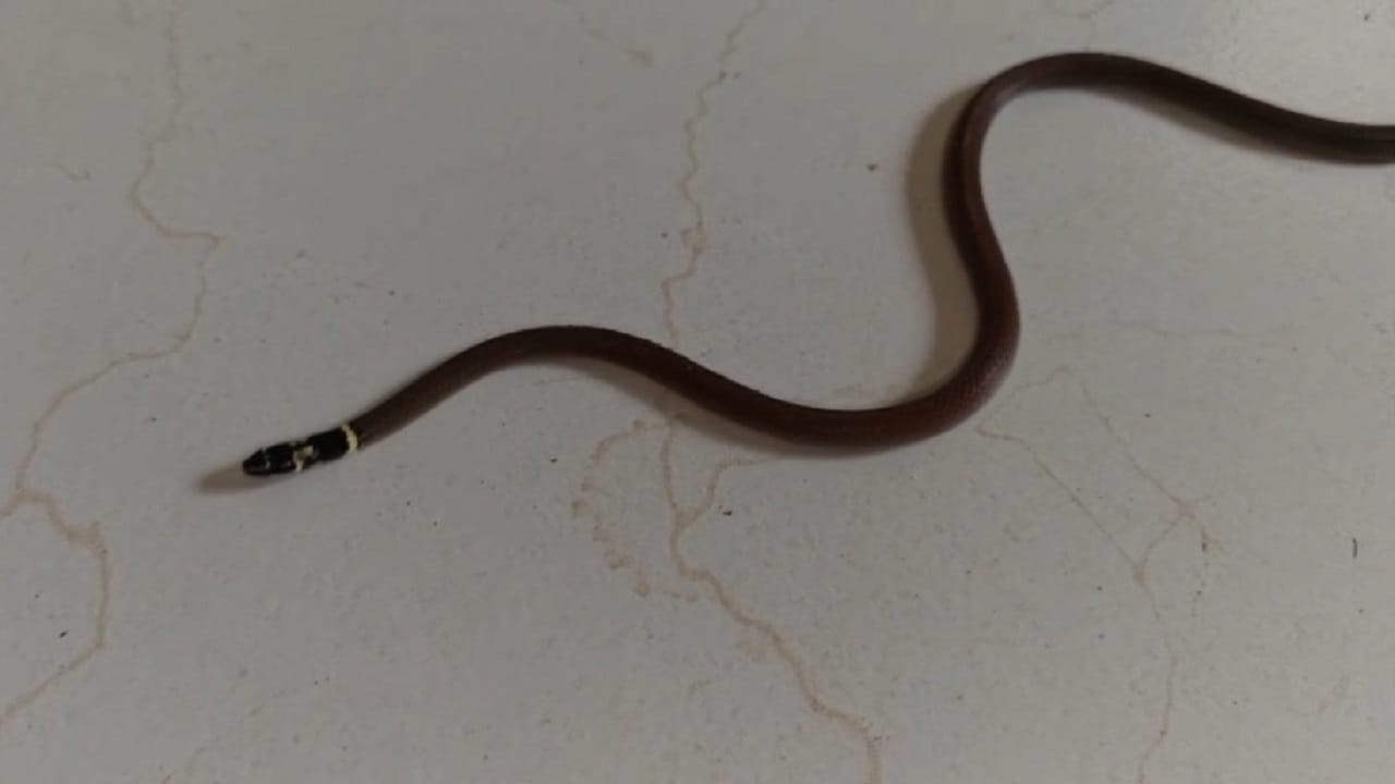 सापाचं सुरक्षित रेस्क्यू केल्यानंतर, त्याच्यावर प्राथमिक उपचार करून सर्पाला कोणतीही इजा न करता सुरक्षितरीत्या पुन्हा त्याच्या नैसर्गिक अधिवासात सोडून देण्यात आले.. काळतोंड्या सर्पाचे वैशिष्ट्य म्हणजे हा साप अत्यंत दुर्मिळ असून त्याचे डोके पूर्णपणे काळ्या रंगाचे असते.