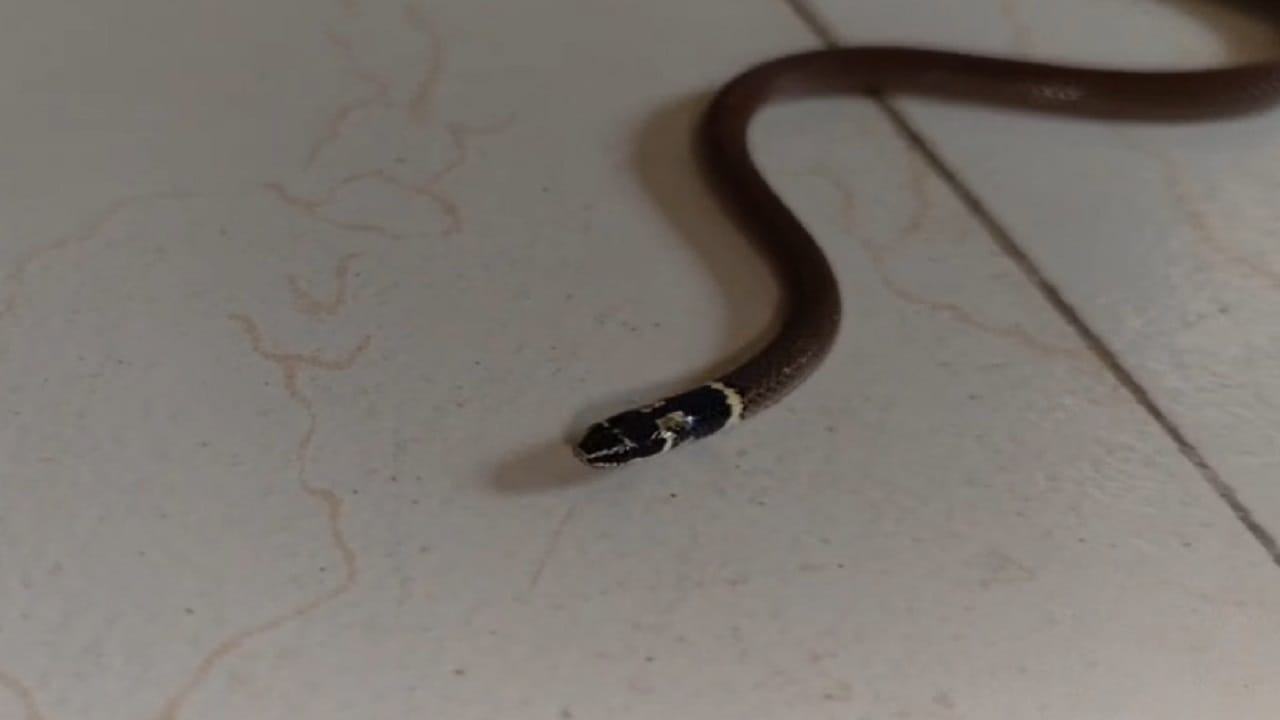 त्यामुळेच त्याला ‘काळतोंड्या’ असे नाव पडले आहे.. इंग्लिशमध्ये याला Dumeril's Black-headed Snake असे नाव आहे..या सर्पाचे शरीर साधारणपणे फिकट तपकिरी, करडे किंवा हलक्या रंगाचे असते आणि शरीर बारीक व सडपातळ असते. 