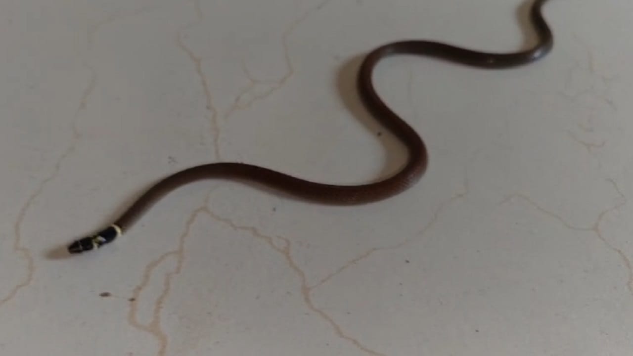 बिनविषारी आणि अतिशय लाजाळू स्वभावाचा साप असून साधारणपणे या सर्पाची लांबी 20 ते 40 सेंटीमीटर इतकी असते.. हा सर्प प्रामुख्याने जंगलातील ओलसर भागात, दगडाखाली, पानांच्या ढिगाऱ्यात किंवा झाडांच्या मुळांजवळ आढळतो. 