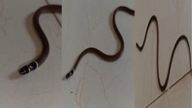 पुण्यात आढळला चक्क अतिदुर्मिळ काळतोंड्या साप, Photo पाहाच!.