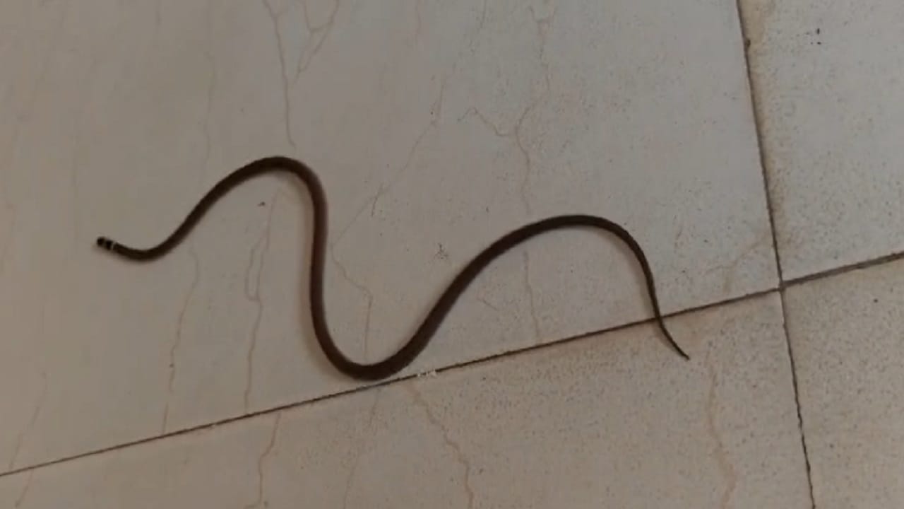 कधी कधी तो शेतजमिनीच्या आसपास किंवा ग्रामीण भागातही दिसून येतो.धोका जाणवला की तो पटकन लपून बसतो. त्यामुळे माणसांसाठी हा सर्प सामान्यतः धोकादायक नसतो. 