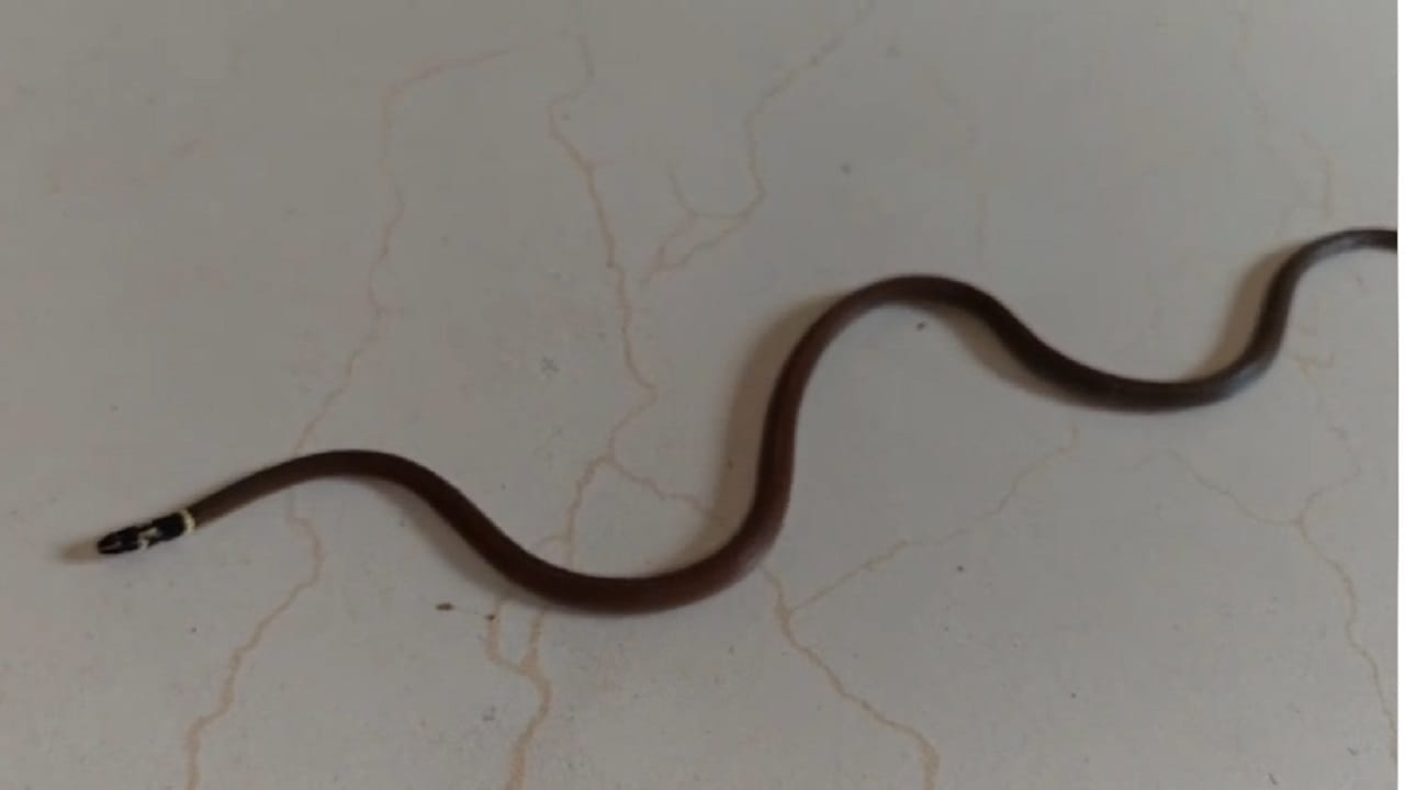 ‘काळतोंड्या’ सापाचा आहार मुख्यतः कीटक, गांडुळे, लहान सरडे तसेच इतर लहान प्राणी असा असतो. त्यामुळे पर्यावरणातील कीटक नियंत्रणासाठीही या सर्पाचे महत्त्व आहे. सध्या ‘काळतोंड्या’ सापाचे फोटो इंटरनेटवर व्हायरल होत आहेत. 