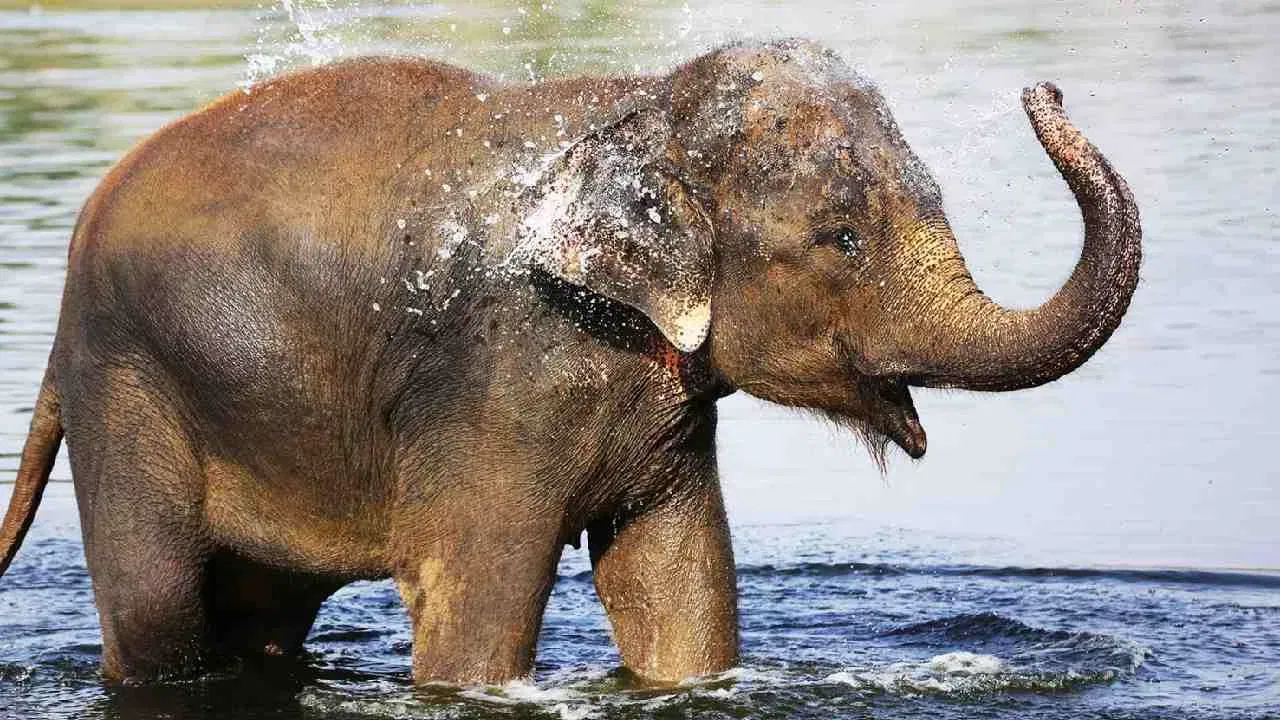 दात पुन्हा येण्याची प्रक्रिया: हत्तीच्या आयुष्यातील सर्वात रंजक गोष्ट म्हणजे त्याचे दात एकदा किंवा दोनदा नव्हे, तर एकूण 6 वेळा पुन्हा येतात. दात घासले जाऊन पडले की त्या ठिकाणी नवीन दात येतात.