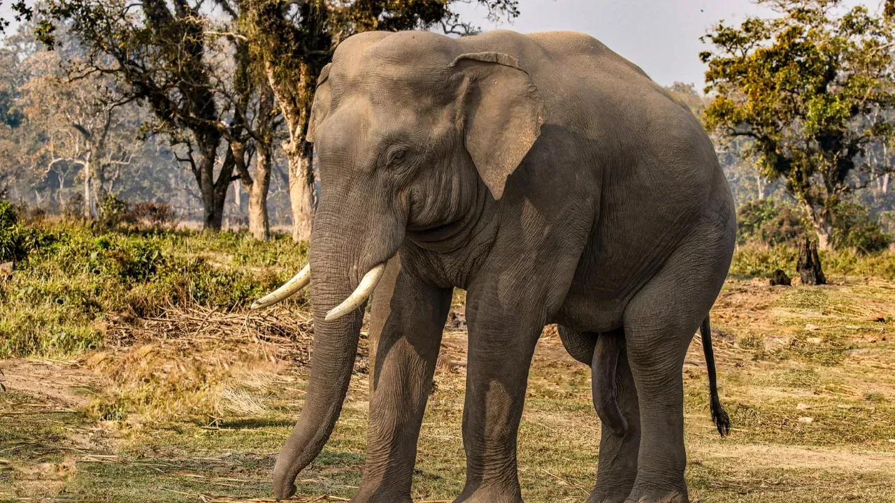 एकूण दातांची संख्या: एका हत्तीला एकूण 26 दात असतात. यापैकी 2 दात बाहेर दिसणारे असतात आणि 24 दात तोंडाच्या आत असतात.