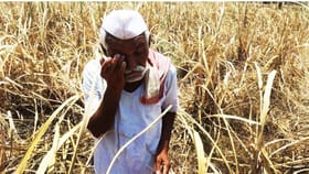 Farmer Loan Waiver: अतिवृष्टी, पुरग्रस्त शेतकरी कर्जमाफीपासून वंचित?.