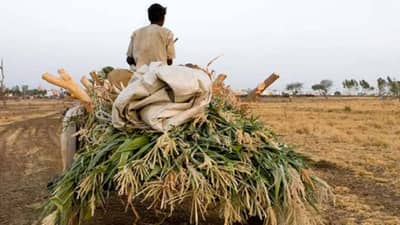 Farmer Loan Waiver : 2 लाखांपर्यंत कर्जमाफी जाहीर पण कोणते शेतकरी पात्र? तुम्हाला फायदा होणार?