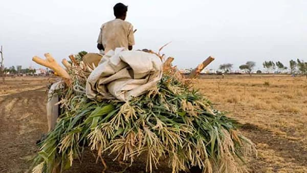 Farmer Loan Waiver : 2 लाखांपर्यंत कर्जमाफी जाहीर पण कोणते शेतकरी पात्र? तुम्हाला फायदा होणार?