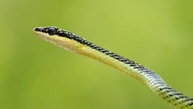 नवीन प्रजातीचा साप आढळला, हवेत उडी घेऊन करतो हल्ला, वैज्ञानिकही हैराण.