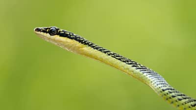 नवीन प्रजातीचा साप आढळला, हवेत उडी घेऊन करतो हल्ला, वैज्ञानिकही हैराण