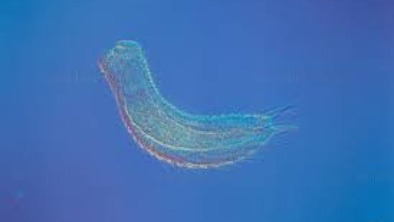 सूक्ष्म जीवाचा छोटा प्रवास : गॅस्ट्रोट्रिच (Gastrotrich): पाण्यात राहाणारा हा जीव इतका छोटा असतो की डोळ्यांनी धड तो दिसतही नाही. याचे आयुष्य तीन ते चार दिवसात समाप्त होते. इतक्या कमी वयात ते मोठे होतात. आणि मुलांना जन्म देतात आणि मरतात.