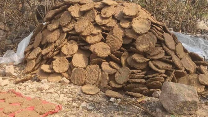 गॅस टंचाईने फुटला घाम, शेणींना सोन्याचा भाव, गोवऱ्यांची तुफान विक्री