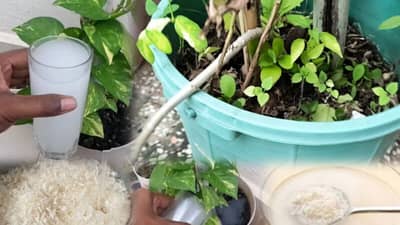 घरातील कचरा झाडांसाठी मोठा खजीना..., नैसर्गिक खतामुळे झाडे होतील हिरवीगार... जाणून घ्या खास टिप्स