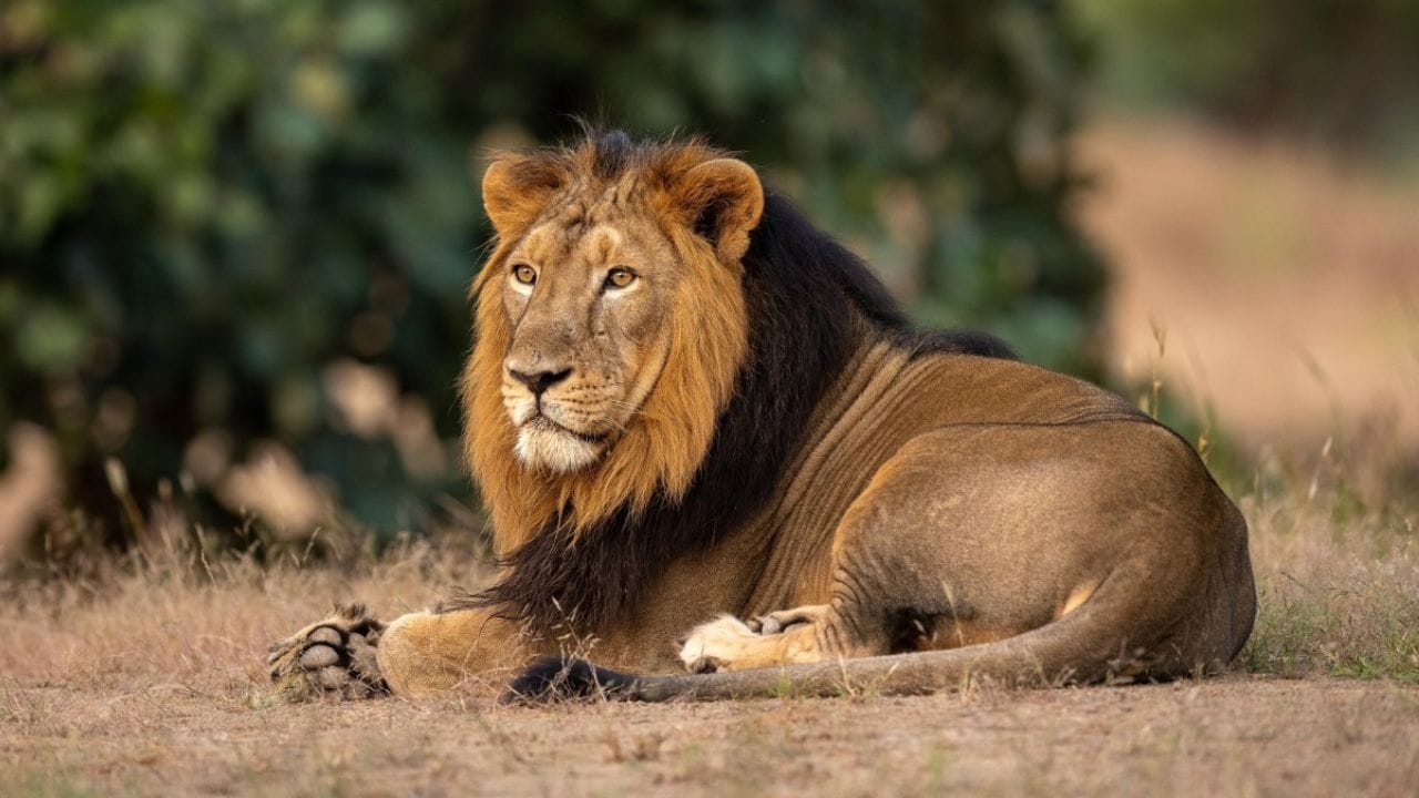 इराणचा राष्ट्रीय प्राणी कोणता : तुम्हाला माहिती आहे का की इराणचा राष्ट्रीय प्राणी कोणता आहे? इराणचा राष्ट्रीय प्राणी आशियाई सिंह आहे. इराणच्या जुन्या ध्वजावर या सिंहाचे चित्र असायचे, ज्यात एक सिंह आपल्या पंजात तलवार धरून उभा दाखवलेला होता आणि त्याच्या मागे सूर्योदयाचे चित्र होते.