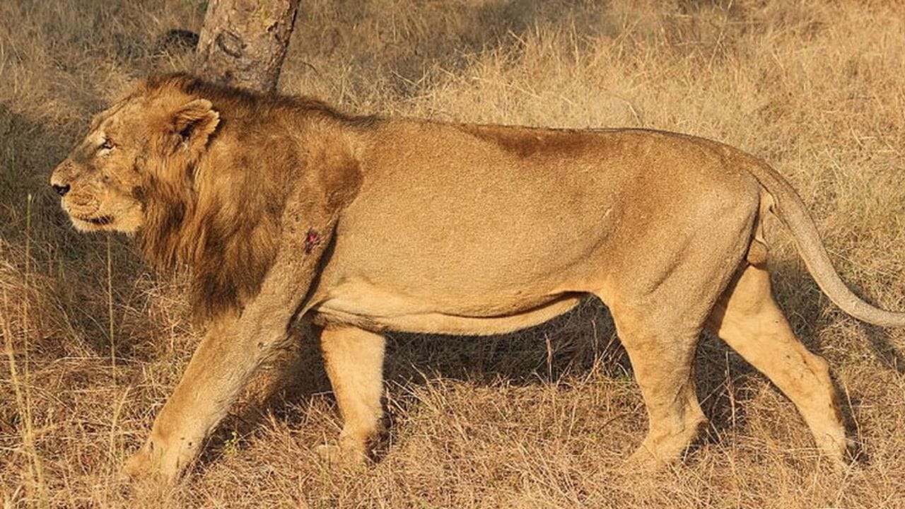 शक्तीचे प्रतीक : पूर्वीच्या काळात हे चिन्ह इराणच्या ध्वजावर आणि अनेक सरकारी चिन्हांमध्ये वापरले जात होते. सिंहाला इराणच्या संस्कृती, इतिहास आणि शक्तीचे प्रतीक मानले जाते. हा सिंह अनेक शतकांपासून इराणच्या कला, ध्वज आणि प्राचीन चिन्हांमध्ये दिसून येतो. त्यामुळेच त्याला इराणचा राष्ट्रीय प्राणी मानले जाते.